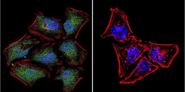 NFAT5 Antibody in Immunocytochemistry (ICC/IF)