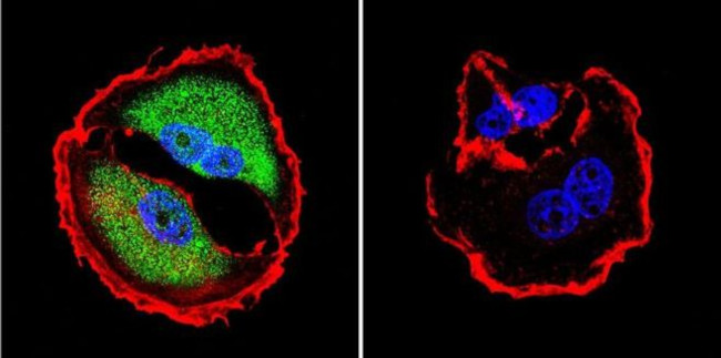 NFAT5 Antibody in Immunocytochemistry (ICC/IF)