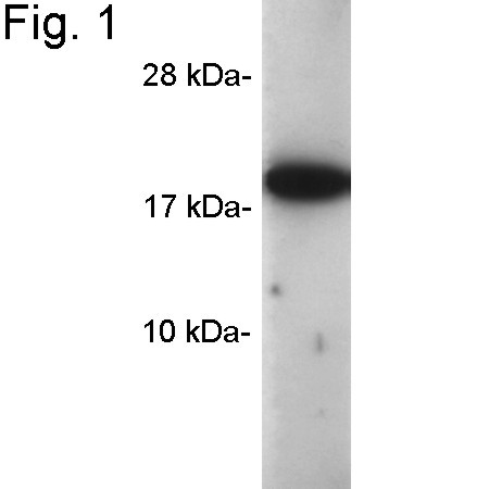 Cyclophilin A Antibody in Western Blot (WB)