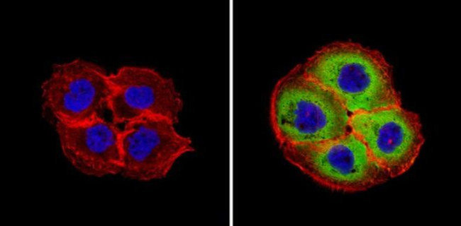 Cyclophilin A Antibody in Immunocytochemistry (ICC/IF)