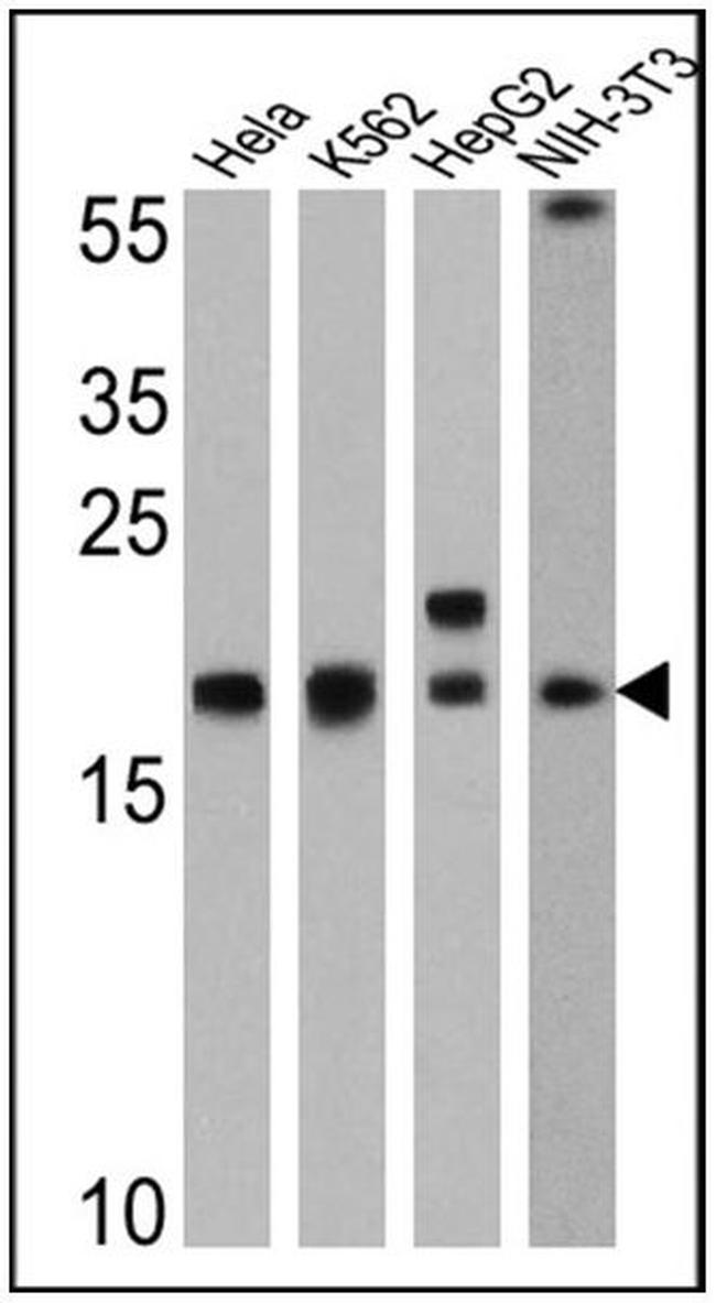 Cyclophilin A Antibody in Western Blot (WB)