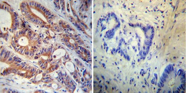 FKBP12 Antibody in Immunohistochemistry (Paraffin) (IHC (P))