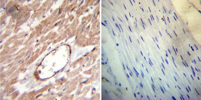 FKBP12 Antibody in Immunohistochemistry (Paraffin) (IHC (P))