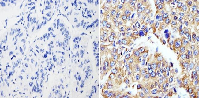 Cyclophilin B Antibody in Immunohistochemistry (Paraffin) (IHC (P))