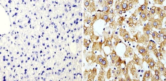 Cyclophilin B Antibody in Immunohistochemistry (Paraffin) (IHC (P))