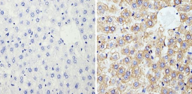 Cyclophilin B Antibody in Immunohistochemistry (Paraffin) (IHC (P))