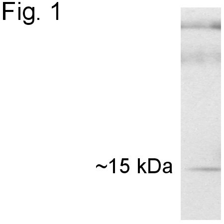 Cyclophilin 40 Antibody in Western Blot (WB)