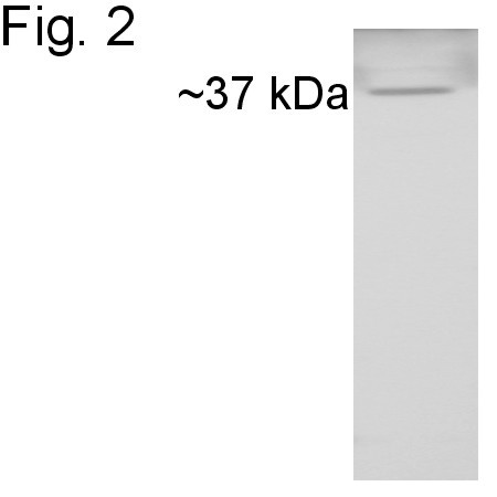 Cyclophilin 40 Antibody in Western Blot (WB)