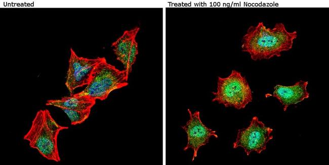 Phospho-nNOS (Ser1417) Antibody