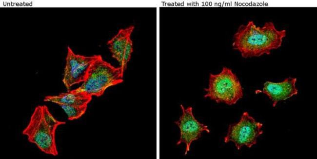 Phospho-nNOS (Ser1417) Antibody in Immunocytochemistry (ICC/IF)