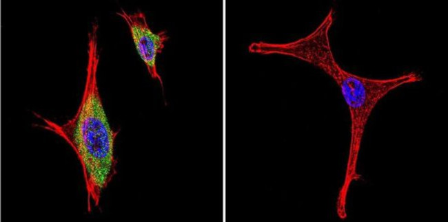 iNOS Antibody in Immunocytochemistry (ICC/IF)