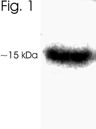 Leptin Antibody in Western Blot (WB)