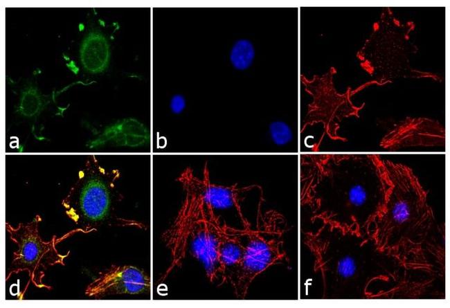 Adiponectin Antibody