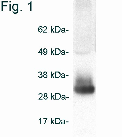 Adiponectin Antibody in Western Blot (WB)