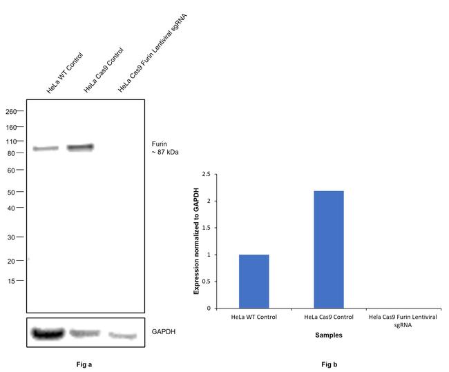 Furin Antibody in Western Blot (WB)