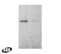 EEA1 Antibody in Western Blot (WB)