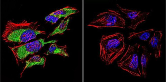 Caveolin 3 Antibody in Immunocytochemistry (ICC/IF)