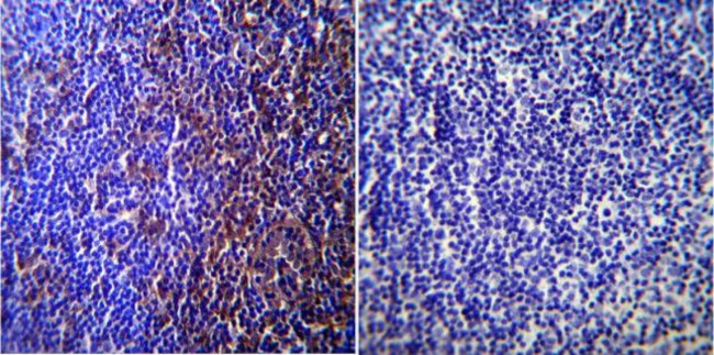 Caveolin 3 Antibody in Immunohistochemistry (Paraffin) (IHC (P))