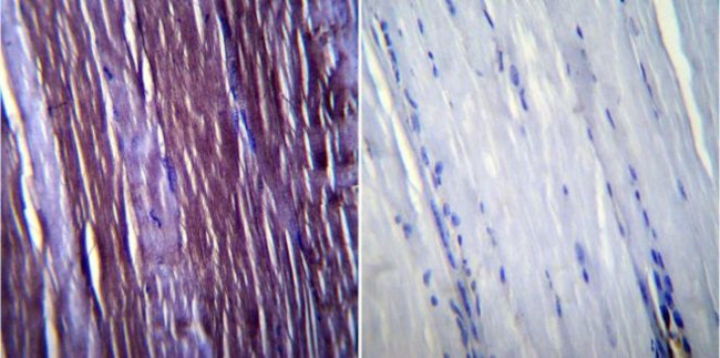 Caveolin 3 Antibody in Immunohistochemistry (Paraffin) (IHC (P))