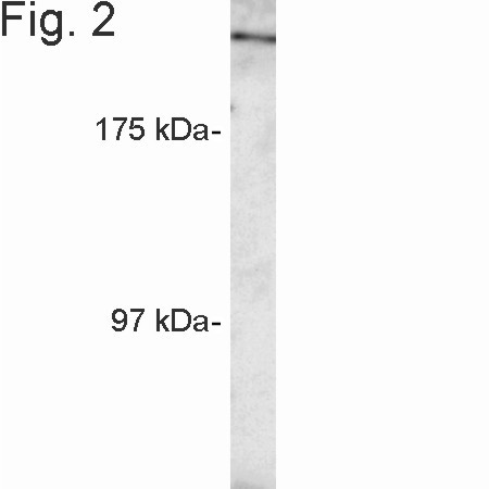 RANBP2 Antibody in Western Blot (WB)