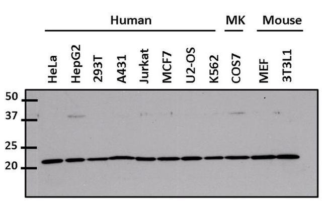 Cdc42 Antibody in Western Blot (WB)