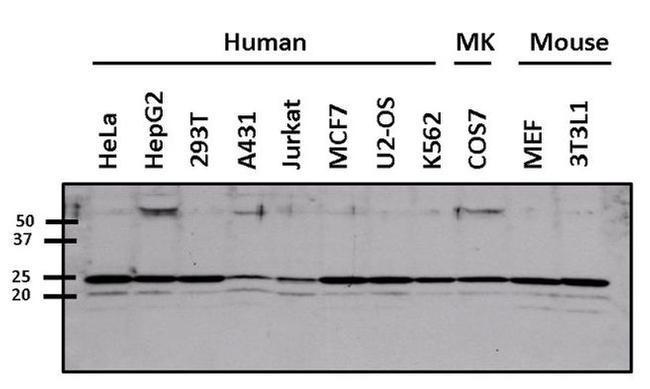 ARF6 Antibody in Western Blot (WB)