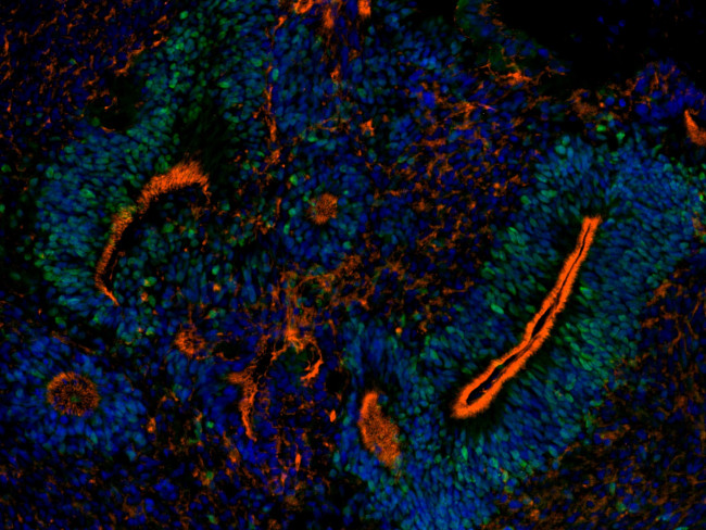 SOX2 Antibody in Immunocytochemistry (ICC/IF)