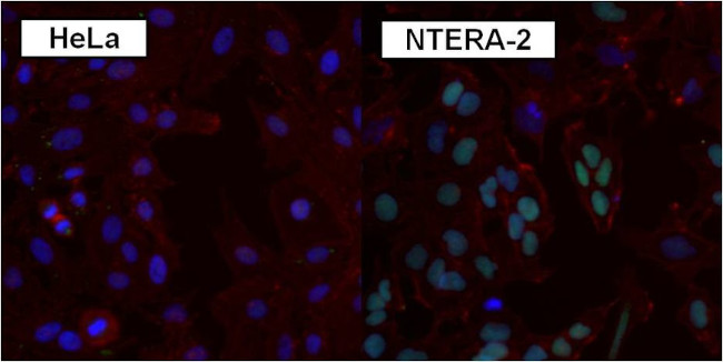 SOX2 Antibody