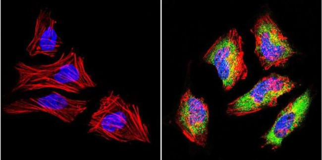 LIN28A Antibody in Immunocytochemistry (ICC/IF)