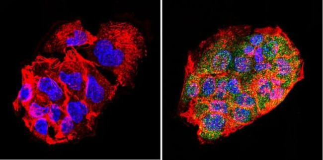 LIN28A Antibody in Immunocytochemistry (ICC/IF)