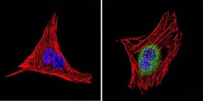 LIN28A Antibody in Immunocytochemistry (ICC/IF)