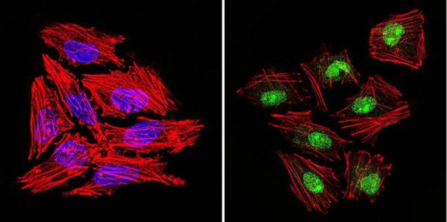 GATA2 Antibody in Immunocytochemistry (ICC/IF)