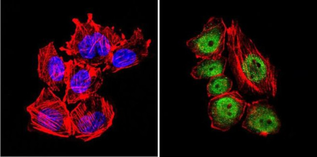 GATA2 Antibody in Immunocytochemistry (ICC/IF)