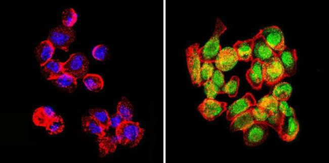 GATA2 Antibody in Immunocytochemistry (ICC/IF)