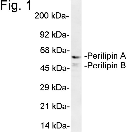 Perilipin A/B Antibody in Western Blot (WB)