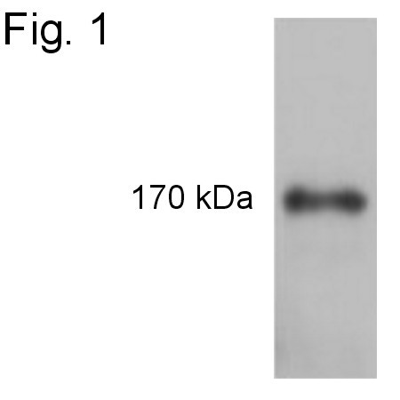 Phospho-IRS1 (Tyr1179) Antibody in Western Blot (WB)