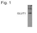 GLUT1 Antibody in Western Blot (WB)