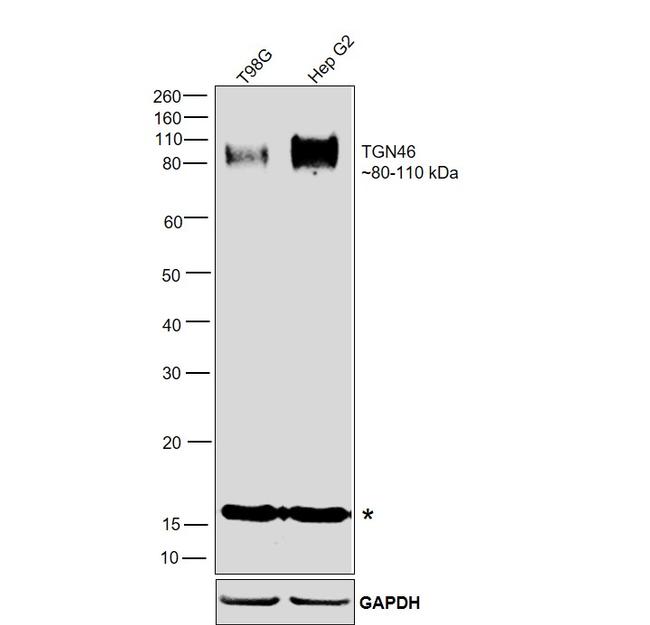 TGN46 Antibody in Western Blot (WB)