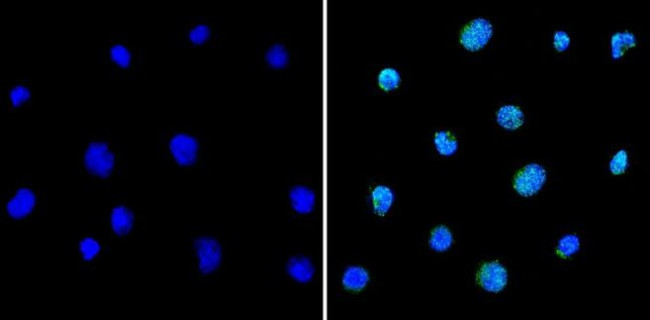 PAX5 Antibody in Immunocytochemistry (ICC/IF)