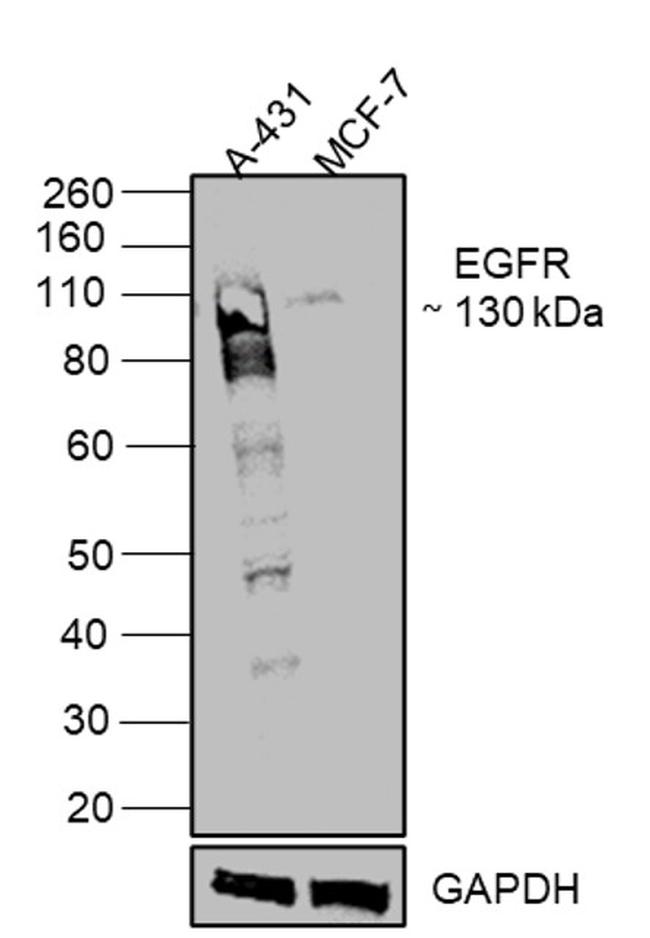 EGFR Antibody in Western Blot (WB)