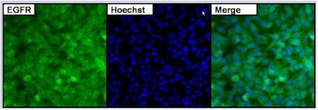 EGFR Antibody in Immunocytochemistry (ICC/IF)