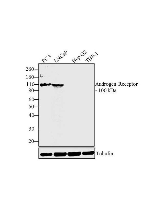 Androgen Receptor Antibody