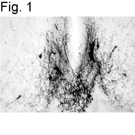 GnRH1 Antibody in Immunohistochemistry (IHC)