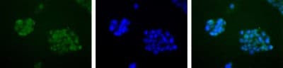 APE1 Antibody in Immunocytochemistry (ICC/IF)