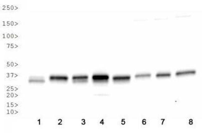 APE1 Antibody in Western Blot (WB)