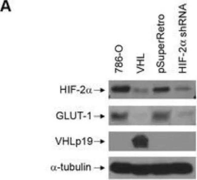 HIF-2 alpha Antibody in Western Blot (WB)