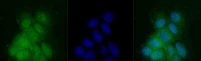 PER2 Antibody in Immunocytochemistry (ICC/IF)