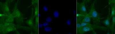 PER2 Antibody in Immunocytochemistry (ICC/IF)