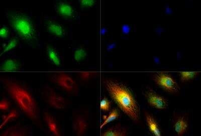 PER2 Antibody in Immunocytochemistry (ICC/IF)