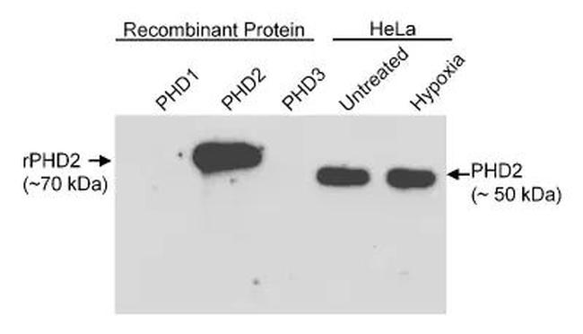 PHD2 Antibody in Western Blot (WB)